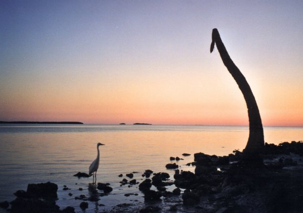 everglades-coast.jpg (40655 bytes)